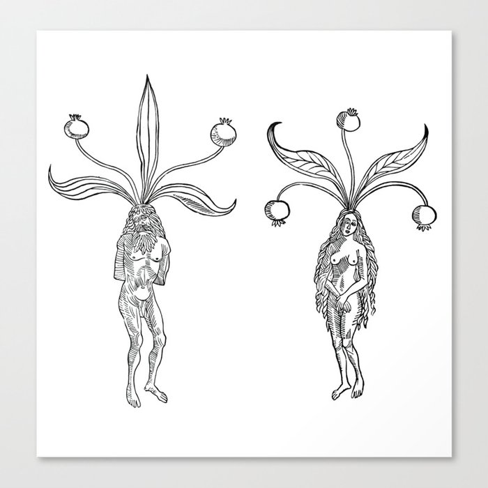 Mandragora Male and Female Mandrakes  Canvas Print