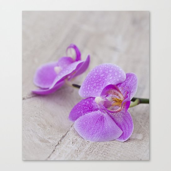 pink orchid flower close up water drops Canvas Print