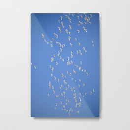 Flock of corella birds. Metal Print