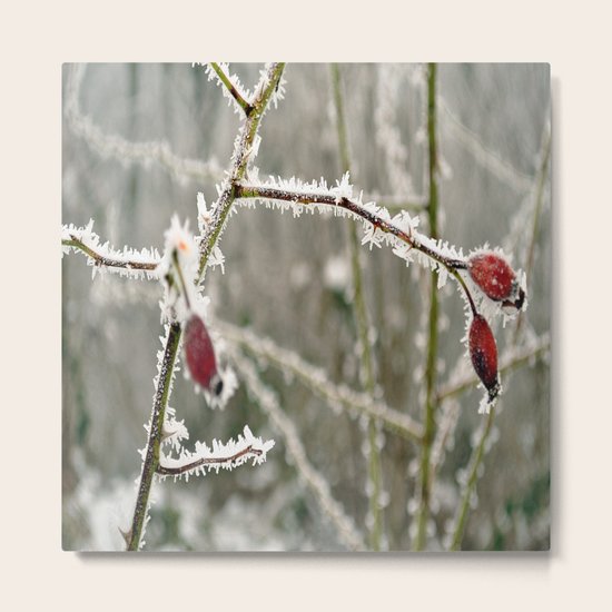 ice nature Metal Print