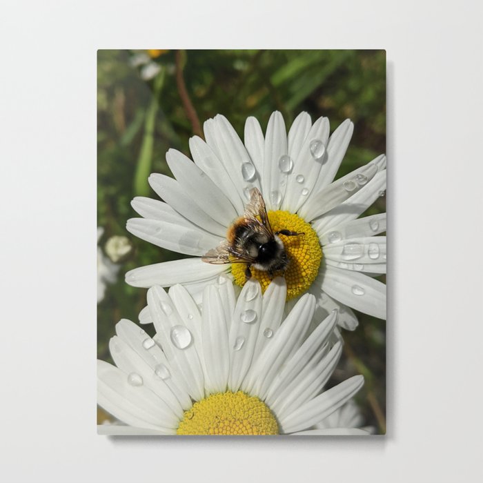 Busy As A Bee: Tattered But Not Tired Metal Print