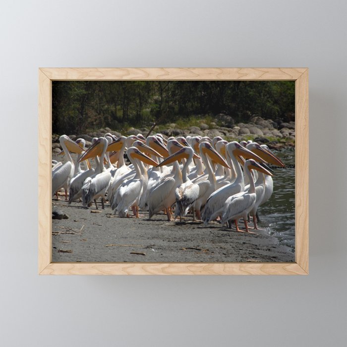 Group of White Pelicans Framed Mini Art Print