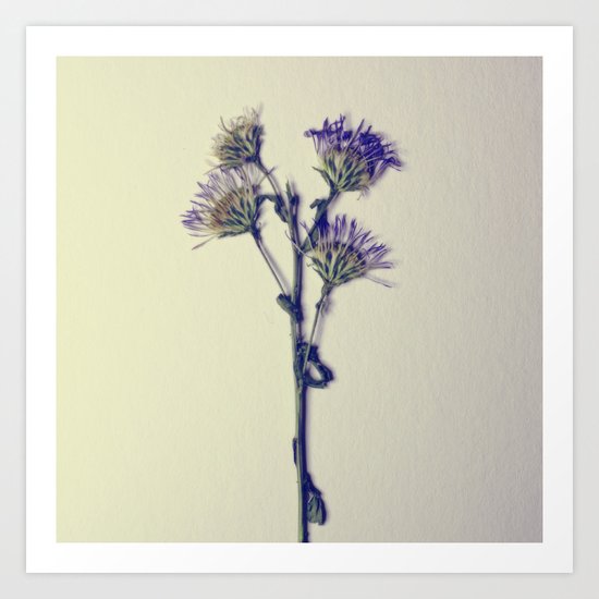 Dried Flowers Art Print