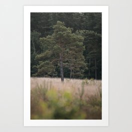 Single Pine Tree at Dutch Meadow | Dutch Nature Photography Art Print