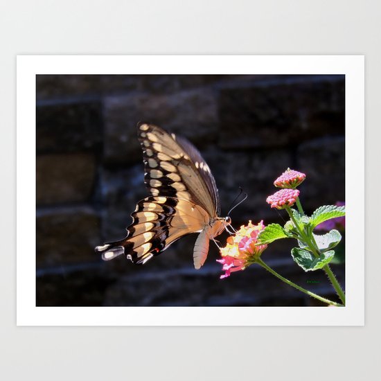 Swallowtail Overexposed Art Print