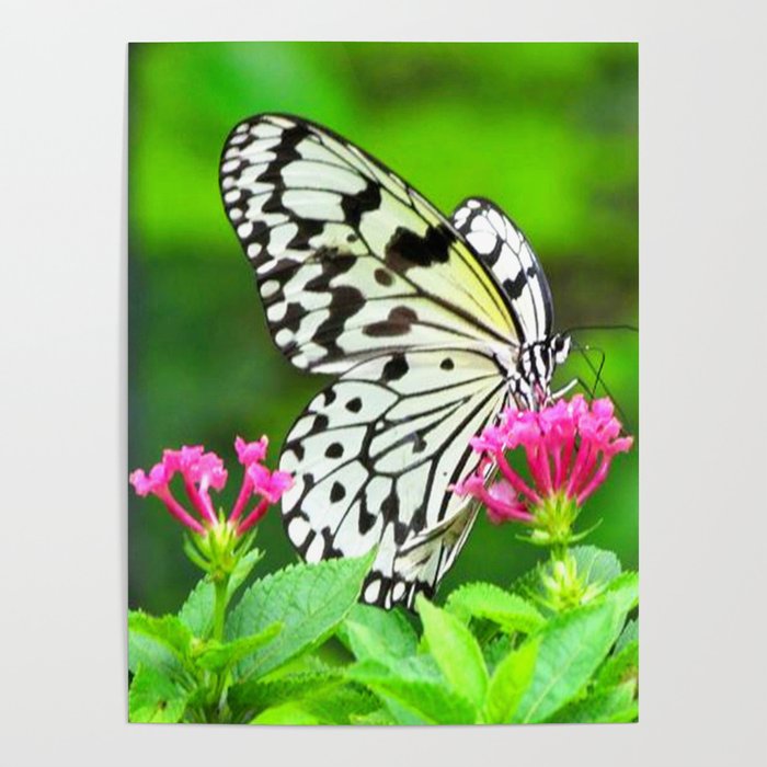 Butterfly and Pink Flowers Poster