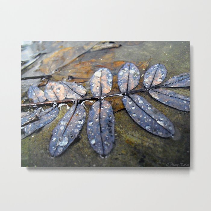 Rainy Leaves Metal Print