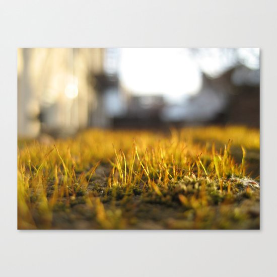 Brooklyn Moss Canvas Print