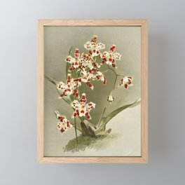 Reichenbachia Orchids Framed Mini Art Print