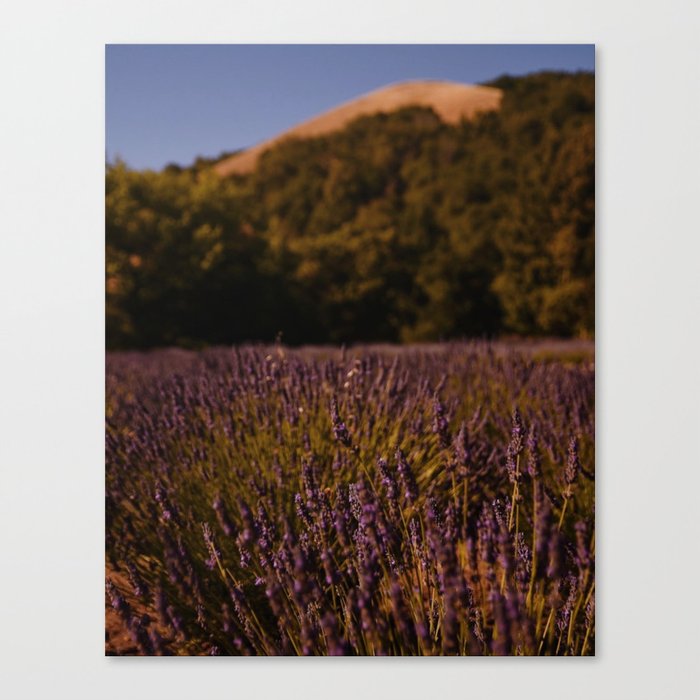 Lavender Fields III Canvas Print