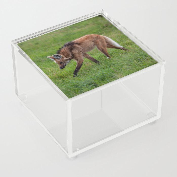 Argentina Photography - A Beautiful Maned Wolf Walking On A Field Of Grass Acrylic Box