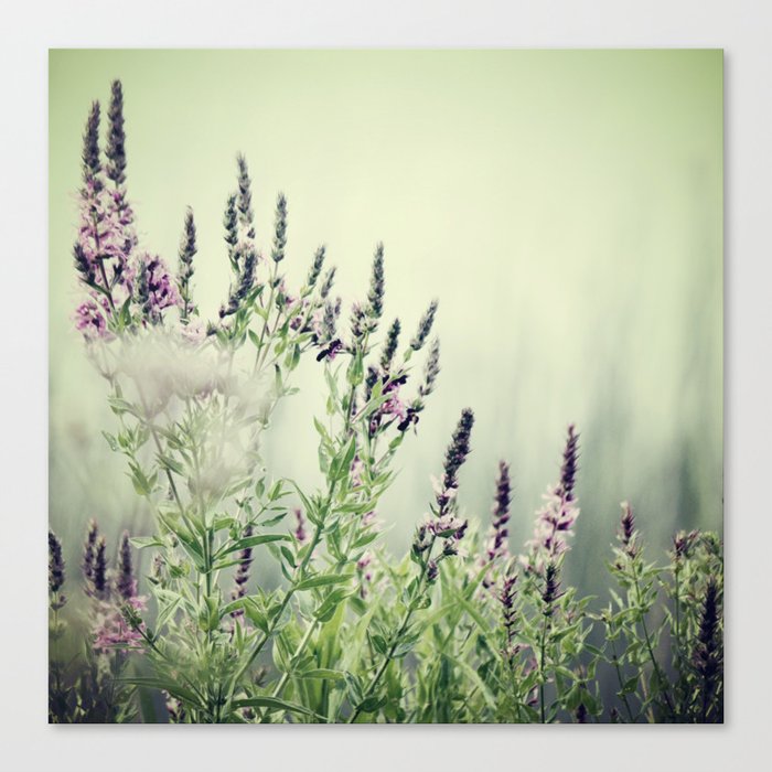 lavender fields Canvas Print