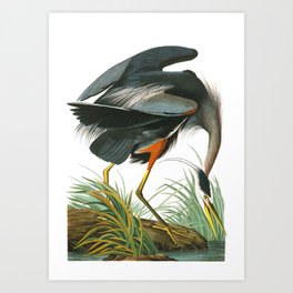 Great Blue Heron by John James Audubon Art Print