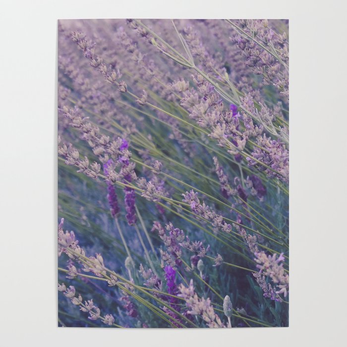 Field of Tall Wild Lavender Plants Poster