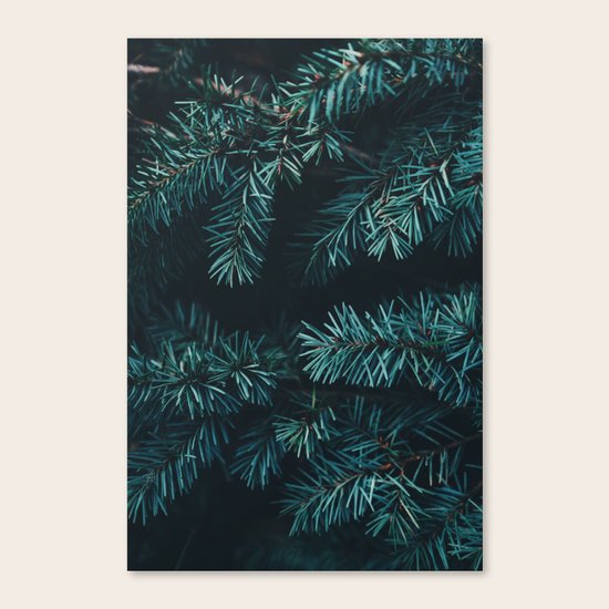 evergreen Canvas Print