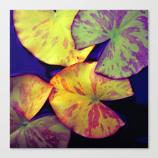 lily pads IIX Canvas Print