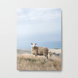 Sheep in New Zealand Metal Print | Macro, Long Exposure, Black And White, Hi Speed, Color, Digital, Infrared, Film, Digital Manipulation, Hdr 