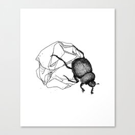 Dung beetle Canvas Print