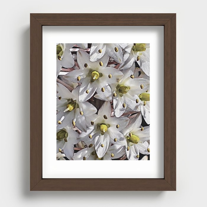 Sea Squill Flowers Recessed Framed Print