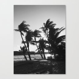 black and white palm trees Canvas Print
