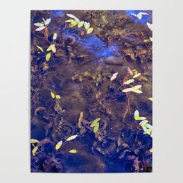 Leaves Floating in Water Poster