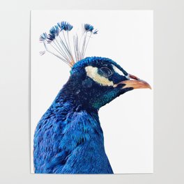 Peacock Profile Poster