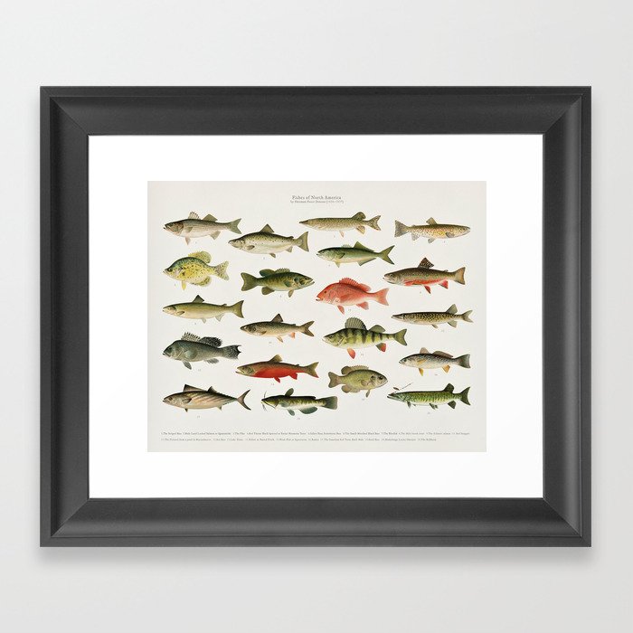 Illustrated North America Game Fish Identification Chart Framed Art Print