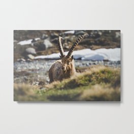 Ibex in the cold Metal Print