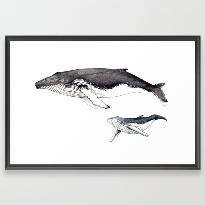North Atlantic Humpback whale with calf Framed Art Print