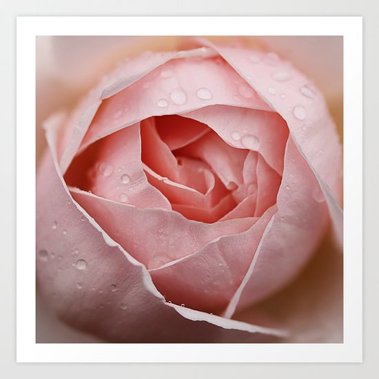 Morning Dew Art Print