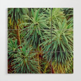 Retro pattern of Mediterranean Spurge, Euphorbia Characias Wulfenii | Nature photography Wood Wall Art