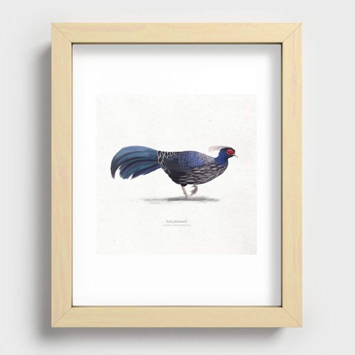 Kalij pheasant scientific illustration art print Recessed Framed Print