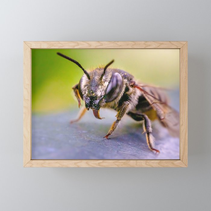 Good Doggy! Macro Photography Framed Mini Art Print | Photography, Digital, Color, Hdr, Macro, Insects, Wings, Tongue, Wildlife, Photography