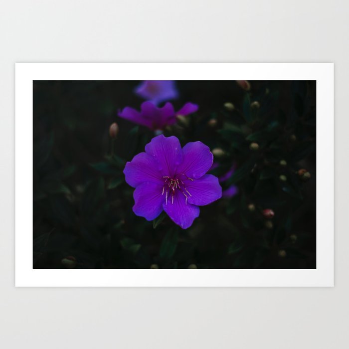Manacá da Serra - Purple Flower #2 Art Print