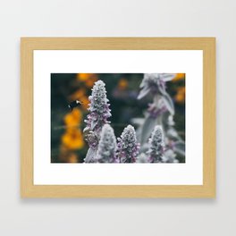 Bumblebee Framed Art Print