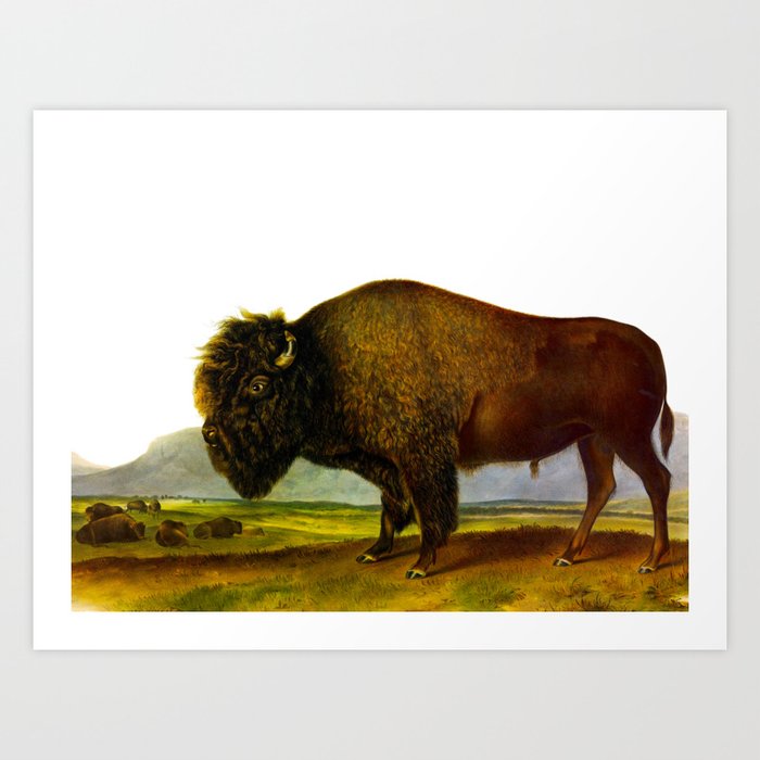 Bison Or Buffalo Vintage Scientific Animal Illustration Art Print By Enshape Society6