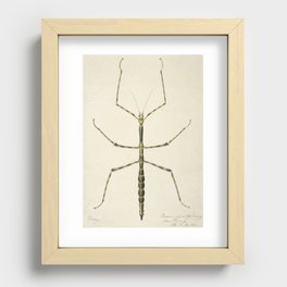 Stick Bug Vintage Drawing Recessed Framed Print