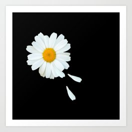Love Me - Love Me Not - White Daisy on Black Background #decor #society6 #buyart Art Print