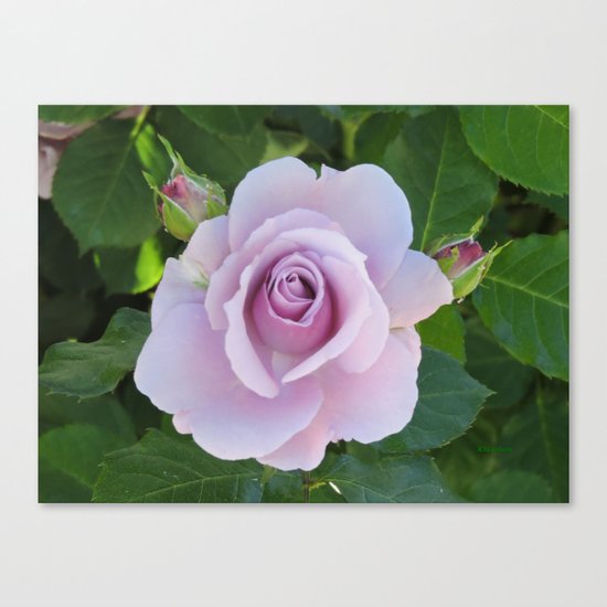 Bloom and Buds Paling to Purple Canvas Print