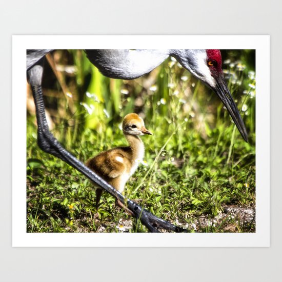 Watchful Eye Art Print