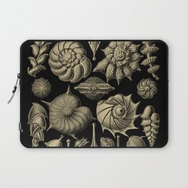 “Thalamorpha” from “Art Forms of Nature” by Ernst Haeckel Laptop Sleeve