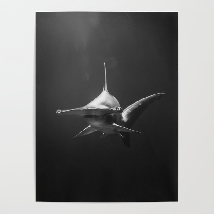 Hammerhead Shark (Black and White) Poster