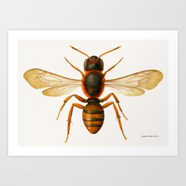 Red cuckoo bee (Nomada agrestis) Art Print