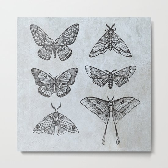 Moths & Butterflies Metal Print