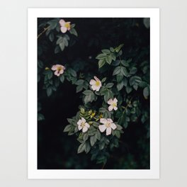 Moody white wild roses Art Print