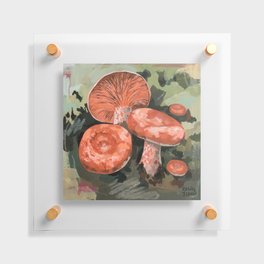 Coral Milk Cap Mushroom-2 Floating Acrylic Print