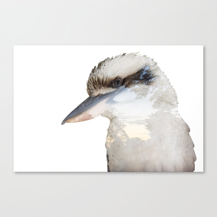 Laughing Kookaburra - Dacelo novaeguineae Canvas Print