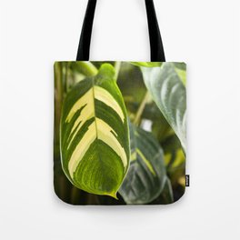 Ctenanthe Golden Mosaic  |  The Houseplant Collection Tote Bag
