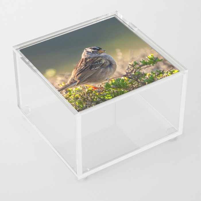 Perching with Attitude Acrylic Box