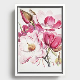 Himalayan Magnolia Framed Canvas